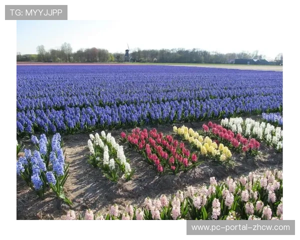 马赛签下廷贝尔,荷兰中场增强球队阵容深度 马赛签下廷贝尔,荷兰中场增强球队阵容深度